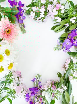 dianthus, gerbera, chamomile, laurel. floral frame photo