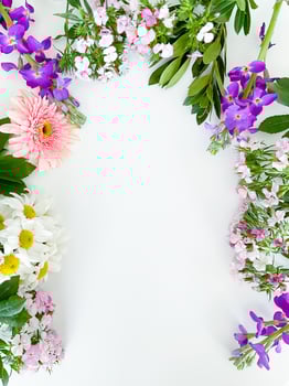 dianthus, gerbera, chamomile, laurel. floral frame photo