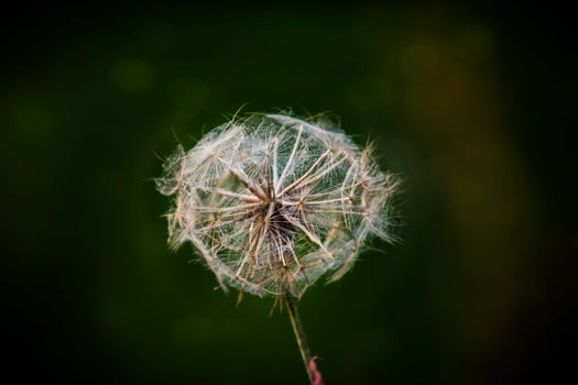 white dandelion in closeup on a green background on a summer meadow photo