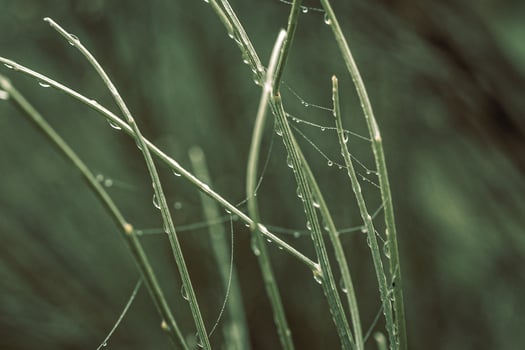 little delicate water drops on a spider web in close-up on a foggy day photo