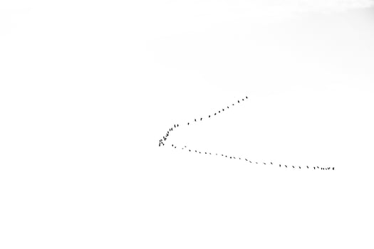 background  flock of black birds in the sky on a white background texture for artwork photo
