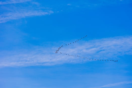background  flock of black birds in the sky on a white background texture for artwork photo