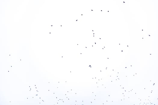background flock of black birds in the sky isolated texture for artwork photo