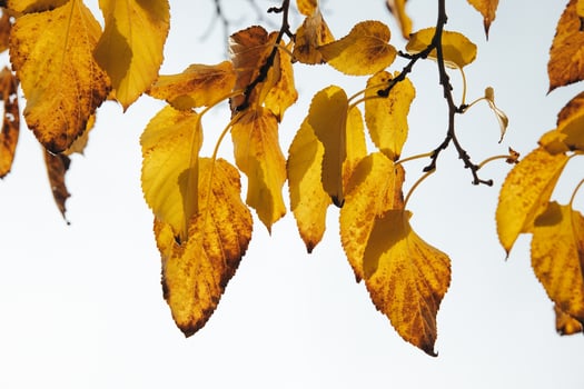 autumn golden leaves on a tree on a light background photo