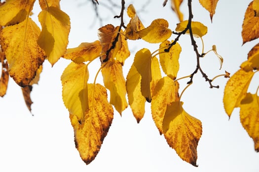 autumn golden leaves on a tree on a light background photo
