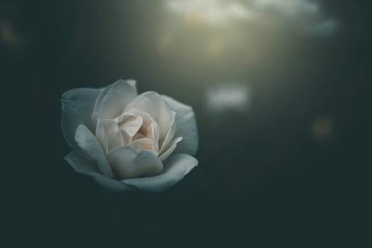 white little rose on the bush in the garden photo