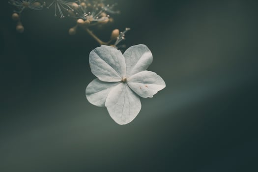 white small flower on the bush in the garden photo