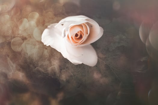 white rose in warm autumn sun in closeup and bokeh photo