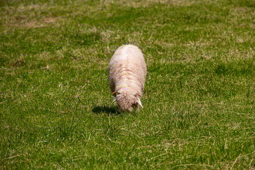sheep grazing on a green meadow in the Polish Tatra Mountains on a warm summer day photo