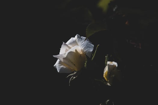 delicate white rose in the garden against a dark background in the rays of the sun photo
