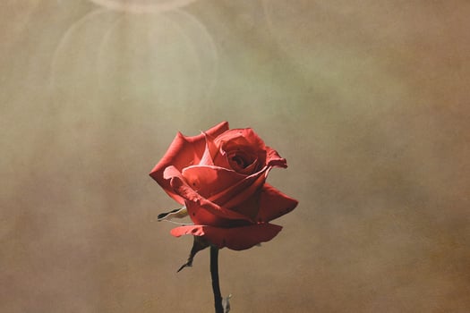 delicate pink rose in the garden against a dark background in the rays of the sun photo