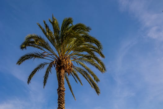 big green palm tree against the sky photo
