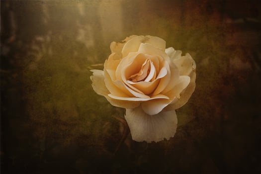 delicate spring flower rose close-up in a sunny garden photo