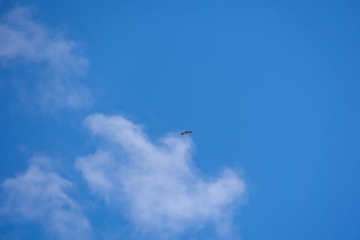bird of prey hunting against the background of blue sky on a warm summer day photo