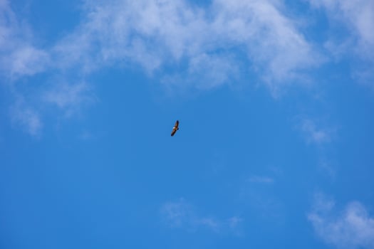 bird of prey hunting against the background of blue sky on a warm summer day photo