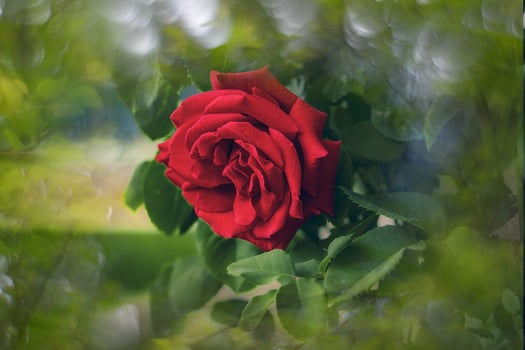 big red romantic rose in the garden against the background of green leaves on a summer day photo
