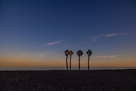 seaside landscape peace and quiet sunset and four palm trees on the beach photo