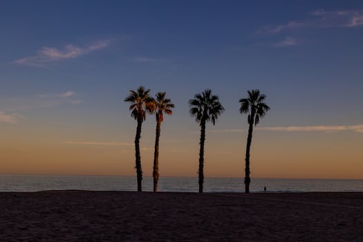 seaside landscape peace and quiet sunset and four palm trees on the beach photo