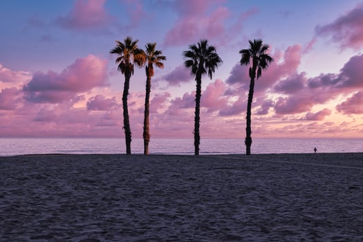 seaside landscape peace and quiet sunset and four palm trees on the beach photo