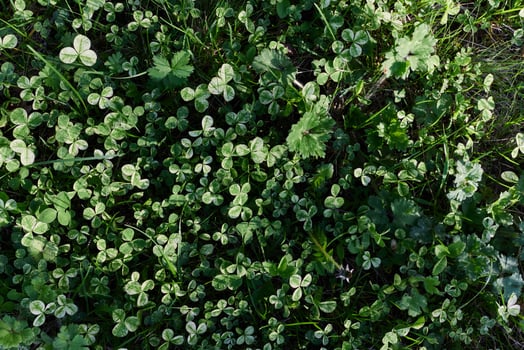 Close-up view of summer green lawn grass, microclover in sunlight photo