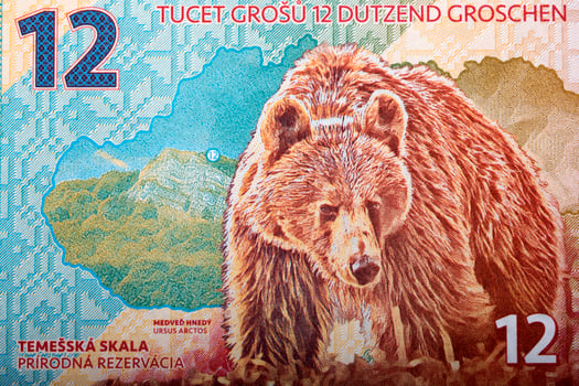 Brown bear from money photo