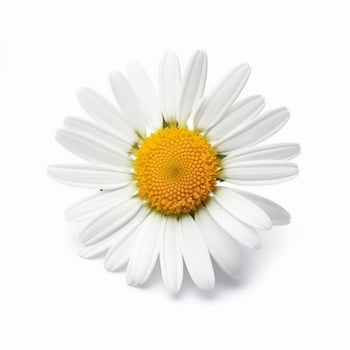 Chamomile flower on white background. Illustration photo