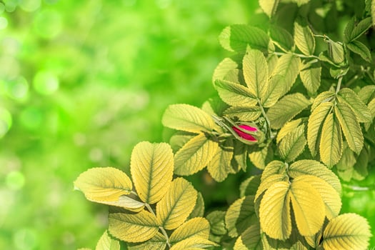 Dog rose Rosa canina pink bud on branches, beautiful wild flowering shrub, green leaves. Horizontal frame. photo