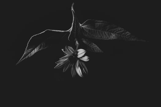 mysterious autumn flower on a black background in a delicate spot light photo