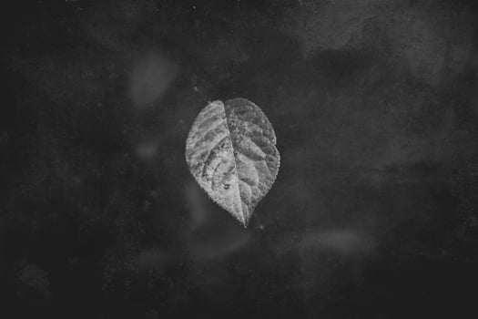 lonely single delicate autumn leaf on a natural background photo