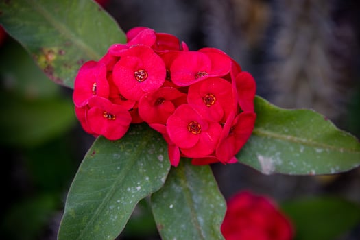 red flower growing in a summer garden among green leaves photo