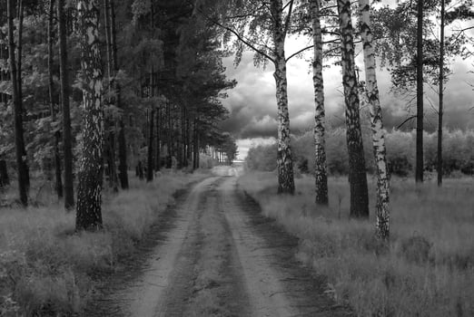 spring country road through a green forest photo