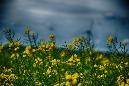 picturesque spring landscape with blue sky and green fields photo