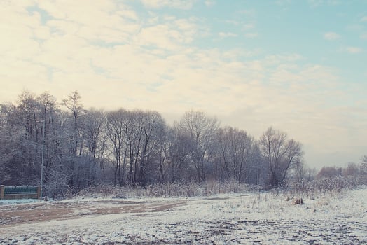 winter landscape with fresh snow and trees photo