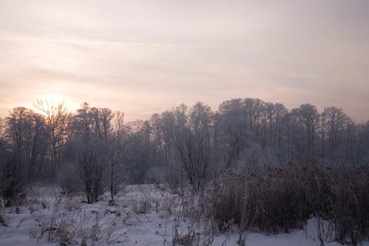 serene pastel winter morning with white snow and black trees and the sun piercing through the clouds in the sky photo