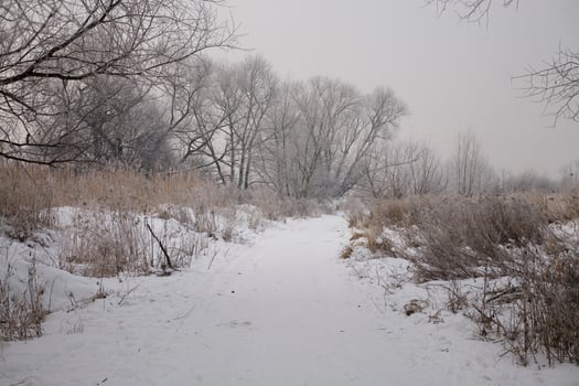 winter landscape of a gray morning with white snow and trees photo