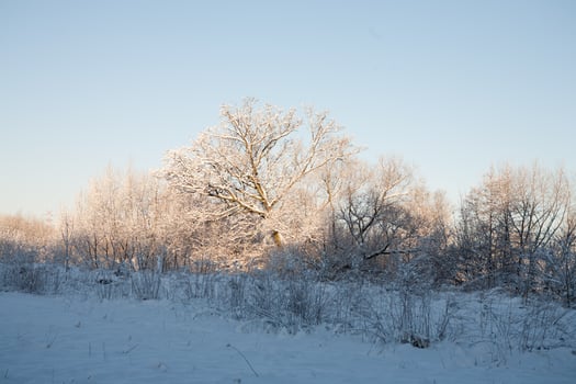 winter landscape with white beautiful snow trees and a blue cloudless sky photo