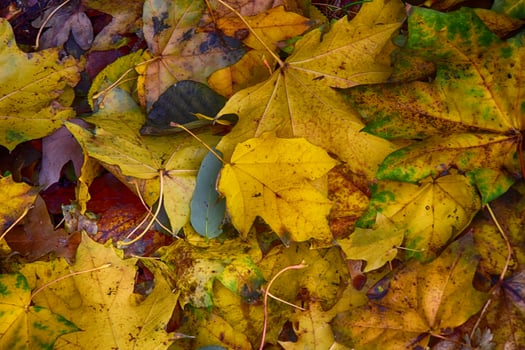 background with gold green fallen autumn maple leaves photo