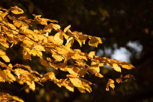 autumn leaves on a tree branch lit by warm gentle autumn sun photo
