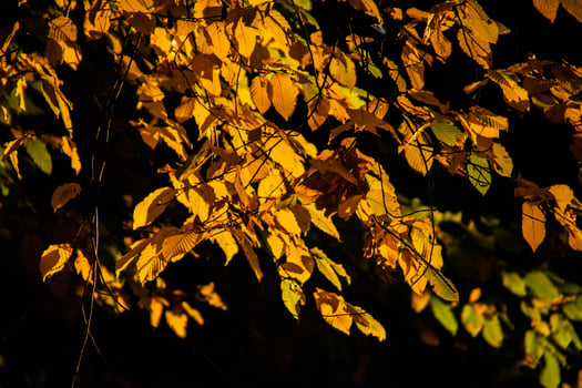 autumn leaves on a tree branch lit by warm gentle autumn sun photo