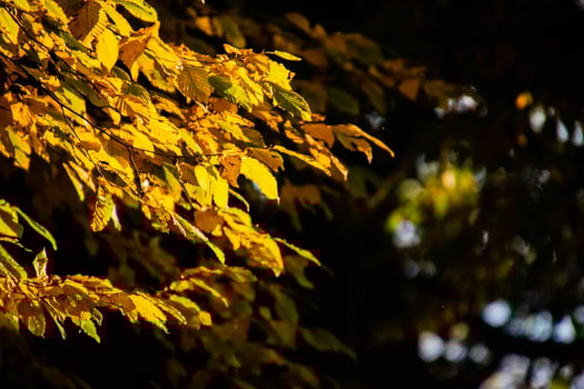 autumn leaves on a tree branch lit by warm gentle autumn sun photo