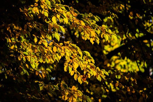 autumn leaves on a tree branch lit by warm gentle autumn sun photo