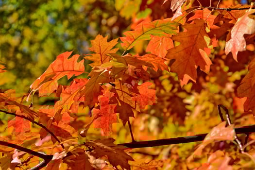 red autumn background of oak leaves on a blue sky background photo