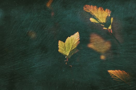 lonely autumn leaf lit by spotting through the sun photo