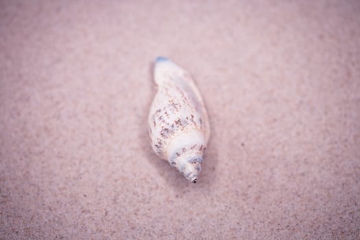 shell sand background photo