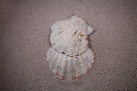 shell sand background photo