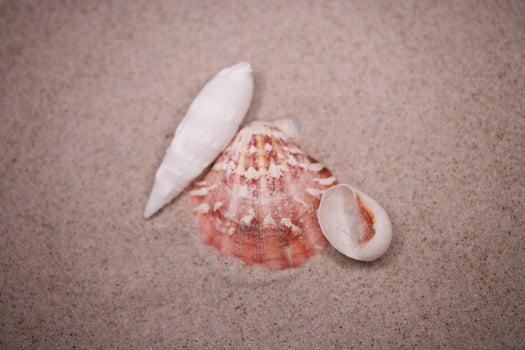 shell sand background photo