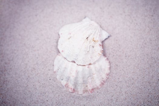 shell sand background photo