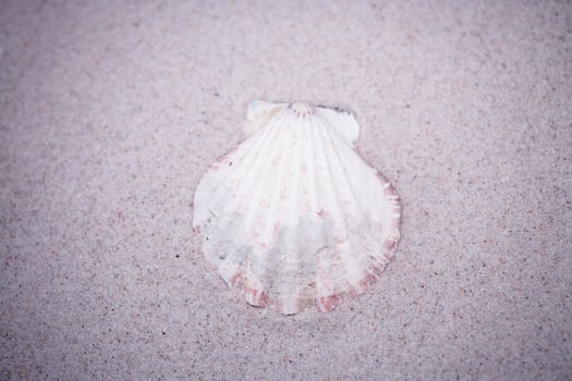 shell sand background photo