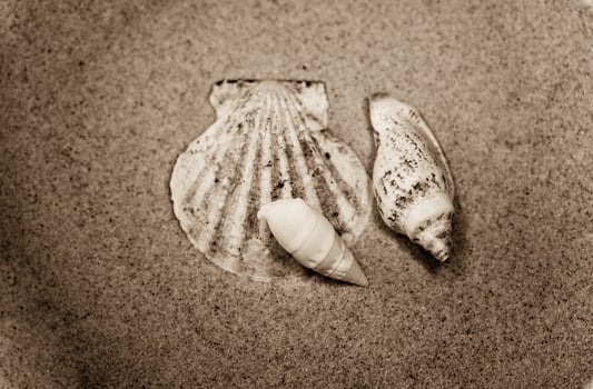shell sand background photo