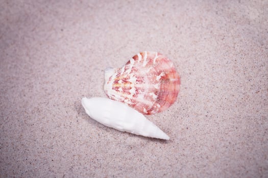 shell sand background photo